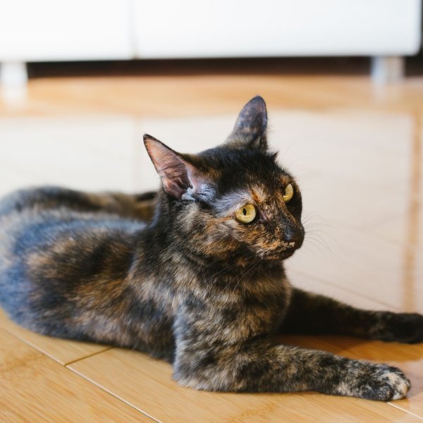 Tortoiseshell Cat on a scratch resistant pet friendly floor